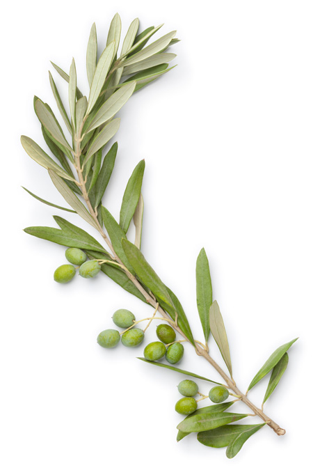 Organic olives for the best olive oil